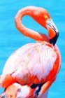 Нидерландские Антильские острова. Аруба. Остров Возрождения. Фламинго — стоковое фото