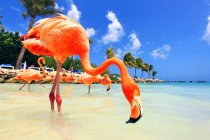 Antillas Holandesas. Aruba. Isla del Renacimiento. Playa Flamingo - foto de stock