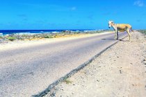Antilhas Holandesas. Bonaire. Burros selvagens. — Fotografia de Stock