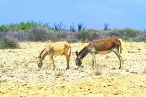 Dutch Antilles. Bonaire. Wild donkeys. — Stock Photo