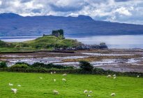 Europa, Gran Bretaña, Escocia, Hébridas, al sureste de la Isla de Skye, ovejas y ruinas de Point of Sleat - foto de stock