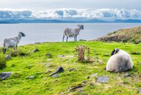 Европа, Великобритания, Шотландия, Гебриды, к юго-востоку от острова Скай, точка Слита, пасущиеся шотландские овцы Черномордые лицом к океану — стоковое фото