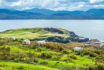 Європа, Велика Британія, Шотландія, Гебриди, на південний схід від острова Скай, мис Сліт, пасучи шотландських чорноликих овець, що стоять обличчям до океану. — стокове фото