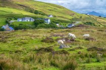 Europa, Gran Bretagna, Scozia, Ebridi, a sud-est dell'isola di Skye, Point of Sleat, fattorie e navi nella brughiera — Foto stock