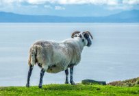 Європа, Велика Британія, Шотландія, Гебриди, на південний схід від острова Скай, мис Сліт, пасуться шотландські чорні вівці, що стоять обличчям до океану. — стокове фото