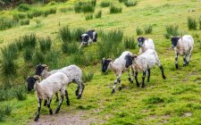 Repubblica d'Irlanda, contea di Kerry, Iveragh Paninsula, addestramento di un cane da pastore (Border Collie), Suffolk Sheeps — Foto stock