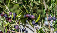 France, Provence, Vaucluse, Dentelles de Montmirail, black olives on the tree — Stock Photo