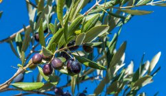 Francia, Provenza, Vaucluse, Dentelles de Montmirail, aceitunas negras en el árbol - foto de stock
