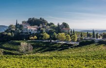 France, Provence, Vaucluse, Dentelles de Montmirail, Suzette — стокове фото