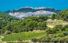 Frankreich, Provence, Vaucluse, Dentelles de Montmirail, Weinlese am Fuße der Berge — Stockfoto