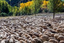 : Spagna, comunità autonoma dell'Aragona, provincia di Teruel, Sierra de Albarracin Comarca, Sierra de Albarracin, Montes Universales National reserve, gregge di pecore — Foto stock
