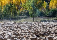 Espagne, communauté autonome d'Aragon, province de Teruel, Sierra de Albarracin Comarca, Sierra de Albarracin, réserve nationale Montes Universales, troupeau de moutons — Photo de stock