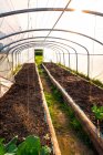 Europa, Frankreich, Burgund, Epoisses, Anbautunnel — Stockfoto