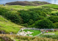 Europa, Gran Bretaña, Escocia, Hébridas, al sureste de la Isla de Skye, corral de ovejas en Point of Sleat - foto de stock