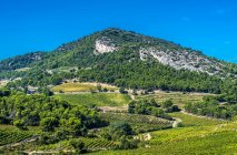 France, Provence, Vaucluse, Dentelles de Montmirail, vineyard landscape — Stock Photo