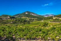 France, Provence, Vaucluse, Dentelles de Montmirail, vineyard landscape — стоковое фото