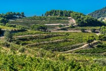 France, Provence, Vaucluse, Dentelles de Montmirail, vineyard landscape — стокове фото