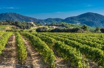 Frankreich, Provence, Vaucluse, Dentelles de Montmirail, Weinbaulandschaft — Stockfoto