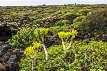 Spain, Canary Islands, Lanzarote Island, seaside vegetation — Stock Photo