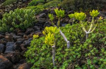 Испания, Канарские острова, остров Лансароте, приморская растительность — стоковое фото