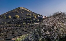 España, Islas Canarias, Isla Lanzarote, Viticultura en el valle volcánico de la Geria - foto de stock