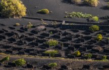 Spain, Canary Islands, Lanzarote Island, viticulture in the volcanic valley of the Geria — Stock Photo