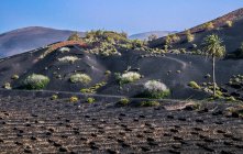 Espagne, Îles Canaries, Lanzarote, viticulture dans la vallée volcanique de la Geria — Photo de stock