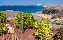 Espanha, Ilhas Canárias, Ilha Lanzarote, vegetação à beira-mar — Fotografia de Stock