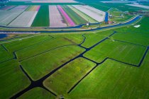 Europe, Pays-Bas, champs de tulipes, Schermerhorn — Photo de stock