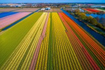 Европа, Нидерланды, поля тюльпанов — стоковое фото