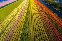 Europa, Holanda, campos de tulipanes - foto de stock