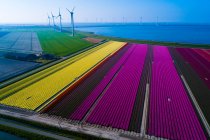 Europe, Nederlands, tulips fields, Krammersluizen, Philipsdam — Stock Photo