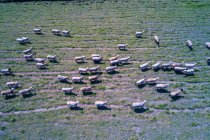 Europa, Paesi Bassi, Pecore, vista dall'alto — Foto stock