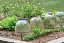 Jardinería, campana de invernadero - foto de stock