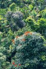Usa, Porto Rico, El Yunque, floresta — Fotografia de Stock