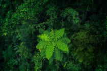 EE.UU., Porto Rico, El Yunque, bosque - foto de stock