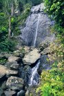 Usa, Porto Rico, El Yunque, foresta — Foto stock