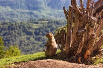 Portrait of a groundhog in front of its burrow preparing for hibernation, Ariege, Pyrenees, Occitanie, France — Stock Photo