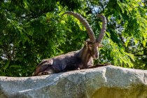 Ibex lying on a rock, Ariege, Pyrenees, Occitanie, France — Stock Photo