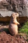 Retrato de uma marmota em frente à sua toca preparando-se para a hibernação, Ariege, Pyrenees, Occitanie, França — Fotografia de Stock