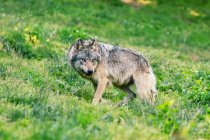 Portrait de loup dans la nature, Ariège, Pyrénées, Occitanie, France — Photo de stock