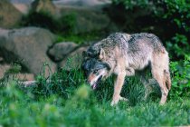 Retrato de um lobo na natureza, Ariege, Pirinéus, Occitanie, França — Fotografia de Stock
