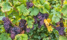 França, Alsácia, Rota do Vinho, vinha em Niedermorschwirh, casta pinos — Fotografia de Stock