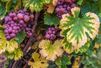 France, Alsace, Wine Route, vineyard in Turckheim, Gewurztraminer grape variety — стокове фото