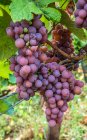 Francia, Alsacia, Ruta del Vino, viñedo en Turckheim, variedad de uva Gewurztraminer - foto de stock