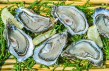 France, Arcachon bay, oysters — Stock Photo