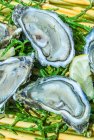 France, baie d'Arcachon, huîtres — Photo de stock