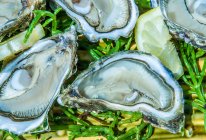 France, Arcachon bay, oysters — Stock Photo