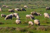 Francia, Hauts de France, Somme. Somme Baie. Gregge di pecore su prati salati — Foto stock