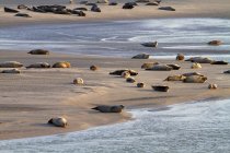 Frankreich, Hauts de France, Pas de Calais, Berck sur Mer. Robben auf einer Sandbank — Stockfoto